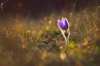 春天春天花美丽的紫色的毛茸茸的朝鲜<strong>白头翁白头翁</strong>长大的盛开的春天草地日落
