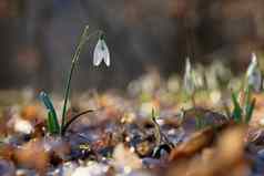 春天色彩斑斓的背景花植物美丽的自然春天时间雪花莲雪花属Nivalis