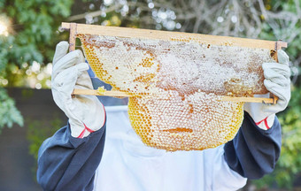 养蜂自然手蜂蜜框架准备好了收获提取收集自然产品蜜蜂可持续发展的农业农业养蜂人有机蜂窝蜂巢