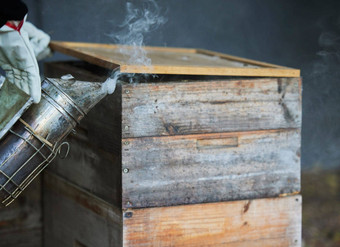 养蜂烟木盒子蜜蜂农业吸烟者工具过程平静维护收获蜂蜜蜜蜂手养蜂人制造业生产蜂窝