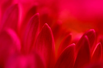 摘要花背景红色的菊花花花瓣软焦点