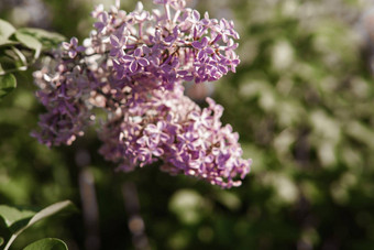 淡紫色花绿色淡紫色布什特写镜头春天音乐会淡紫色花园