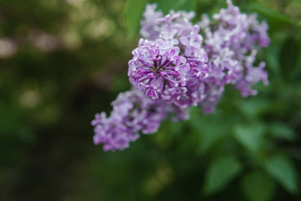 淡<strong>紫色花</strong>绿色淡紫色布什特写镜头春天音乐会淡<strong>紫色花</strong>园