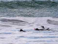 Gentoo企鹅虚张声势湾福克兰群岛游泳海洋