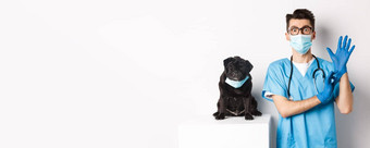 有趣的黑色的哈巴狗狗穿医疗面具坐着英俊的兽医医生把手套检查白色背景