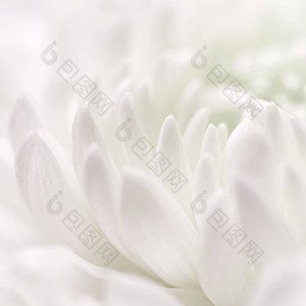 摘要花背景白色菊花花花瓣软焦点