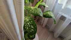 花叶万年青属植物能窗口窗帘室内光颜色背景植物绿色叶子织物