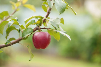 苹果树果园苹果准备好了收获苹果种植园孤独的红色的成熟的苹果分支