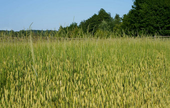小麦场小麦耳朵特写镜头太阳不成熟的小麦场早....太阳小麦温暖的阳光阳光小麦