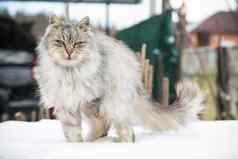 猫美丽的毛茸茸的灰色的颜色走在户外冬天