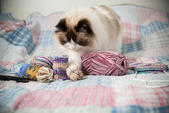 彩色的线程针织针项目手针织可爱的国内猫布偶猫