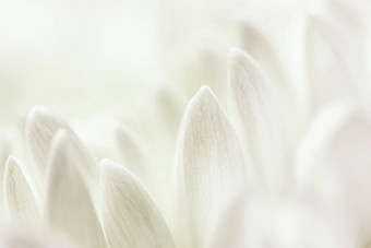 摘要花背景白色菊花花花瓣软焦点