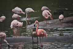 集团粉红色的火烈鸟涉水湖动物园