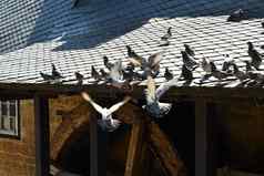 鸽子板岩屋顶机戈斯拉尔德国
