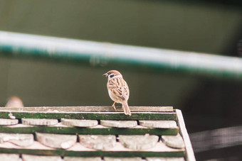 特写镜头麻雀坐在分支城市麻雀鸟