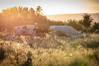 群牛放牧夏天绿色场