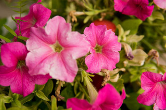 美丽的粉红色的花日益增长的花园园艺概念特写镜头花授粉大黄蜂
