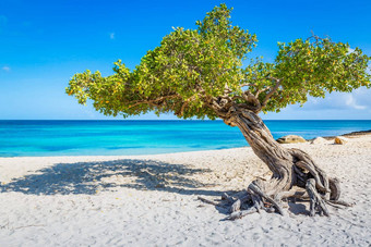 鹰海滩司司树阿鲁巴岛岛加勒比海