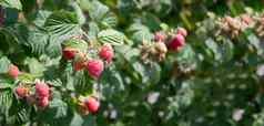 丰富红色的成熟的树莓灌木花园新鲜的浆果