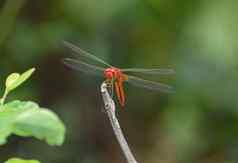 蜻蜓坐着坚持红色的蜻蜓坐着干树坚持蜻蜓坐着坚持温暖的夏天阳光
