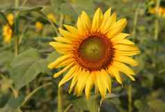 向日葵花园叶子特写镜头照片自然背景黄色的花绿色叶子阳光向日葵盛开的阳光明媚的一天特写镜头照片美丽的向日葵阳光明媚的一天