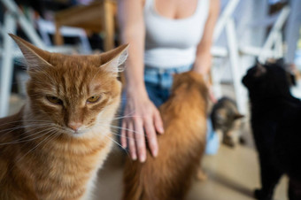 高加索人女人猫猫咖啡馆