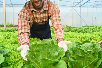 微笑男人。农民工作水培温室有机农场业务农业健康的食物概念