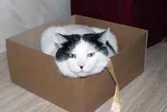 白色脂肪猫坐着盒子