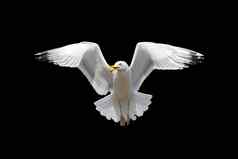 美丽的白色鸟飞行传播翅膀孤立的黑色的背景
