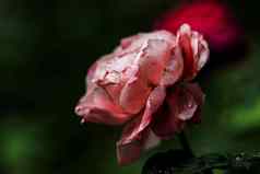 受伤的花瓣枯萎公主樱花玫瑰