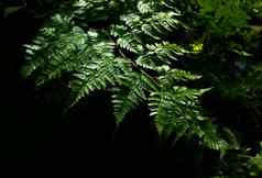 叶子达瓦利亚固体蕨类植物绿色自然背景