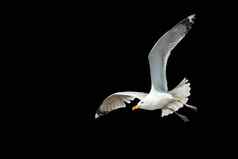 白色鸟飞行传播翅膀孤立的黑色的