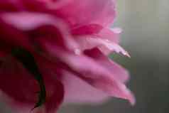 精致的花瓣克劳德酿酒师玫瑰自然背景