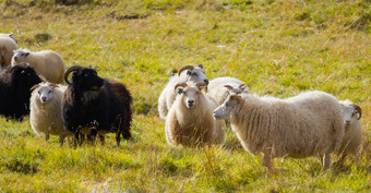 冰岛<strong>羊吃草</strong>山<strong>草</strong>地集团国内动物清晰的自然美丽的高地冰岛生态清洁<strong>羊</strong>肉肉<strong>羊</strong>毛生产风景优美的区域