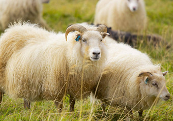 冰岛羊吃草山草地集团国内动物清晰的自然美丽的高地冰岛生态清洁羊肉肉羊毛生产风景优美的区域
