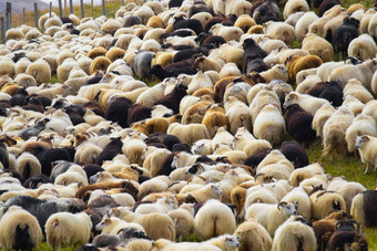 冰岛<strong>羊吃草</strong>山<strong>草</strong>地集团国内动物清晰的自然美丽的高地冰岛生态清洁<strong>羊</strong>肉肉<strong>羊</strong>毛生产风景优美的区域