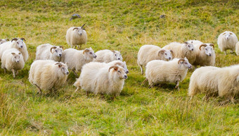 冰岛羊吃草山草地集团国内动物<strong>清晰</strong>的自然美丽的高地冰岛生态清洁羊肉肉羊毛生产<strong>风</strong>景优美的区域