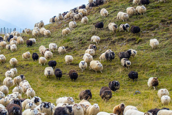 冰岛羊<strong>吃</strong>草山草地集团国内动物清晰的自然美丽的高地冰岛生态清洁<strong>羊肉</strong>肉羊毛生产风景优美的区域