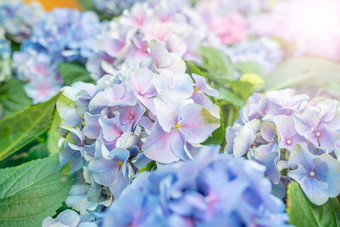 蓝色的绣球花背景图片绣球花完整的盛开的