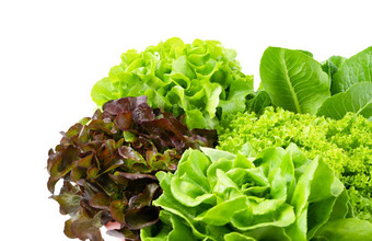 新鲜的罗马生菜因为生菜红色的绿色oakleaf生菜蔬菜沙拉孤立的白色背景