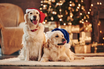 圣诞老人帽子可爱的金猎犬首页庆祝一年