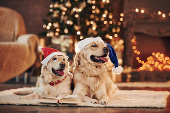 概念圣诞节可爱的金猎犬首页庆祝一年