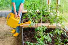 孩子水域黄色的浇水番茄灌木温室