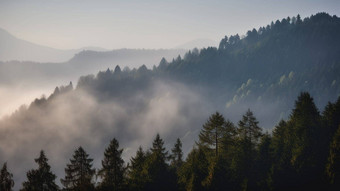 有雾的山冷杉森林雾多雾的树早....光