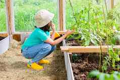 女孩绿色t恤白色巴拿马检查番茄灌木玻璃温室夏天