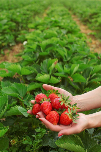 女人手持有新鲜选草莓手挑选草莓农场背景空间文本上部分