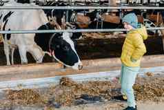 高加索人男孩喂养牛农场群牛奶牛现代家庭农村生活方式农业农业秋天季节