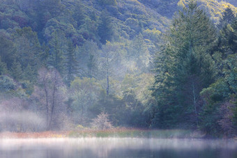 早期早....雾上升湖绿色草木丛生的山坡上