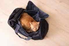 红色的猫坐着旅行袋