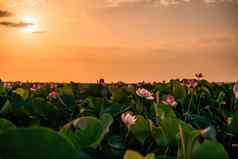 日出场荷花粉红色的莲花莲属椰子摇摆风背景绿色叶子莲花场湖自然环境